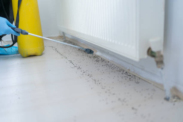 Best Bed Bug Extermination  in Larkfield Wikiup, CA